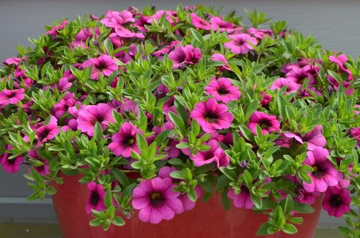 Calibrachoa Colibri Pink Flamingo - View 17 from www redcrocus com