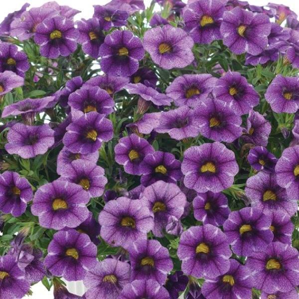 Calibrachoa Colibri Pink Flamingo - View 18 from www redcrocus com
