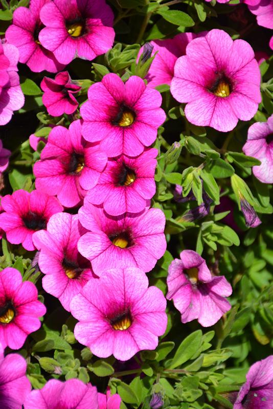 Calibrachoa Colibri Pink Flamingo - View 19 from www redcrocus com
