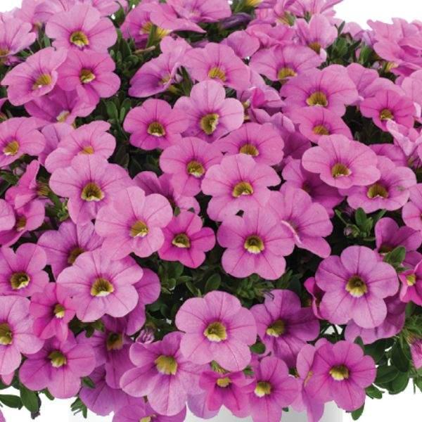 Calibrachoa Colibri Pink Flamingo - View 1 from www redcrocus com