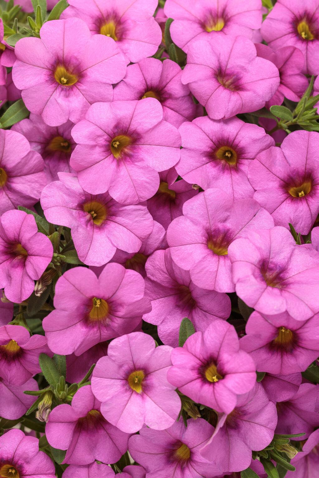 Calibrachoa Colibri Pink Flamingo - View 20 from www redcrocus com