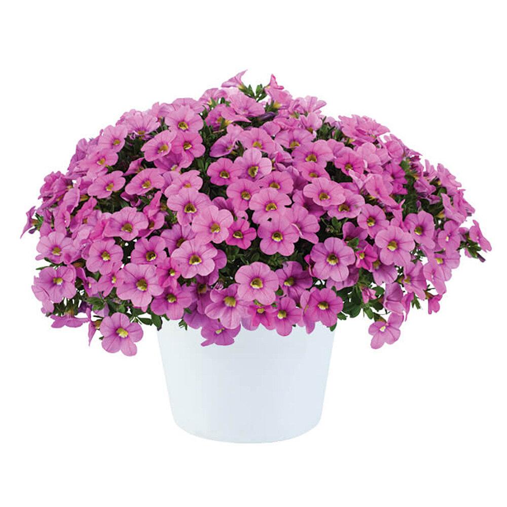 Calibrachoa Colibri Pink Flamingo - View 2 from www redcrocus com