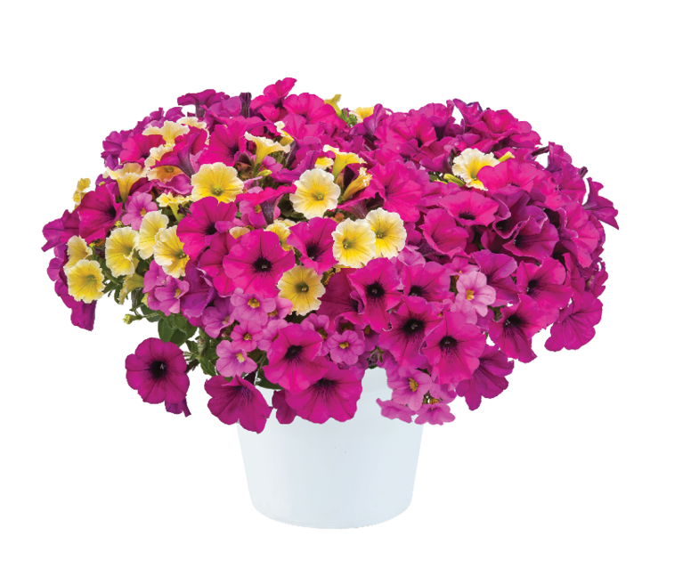 Calibrachoa Colibri Pink Flamingo - View 3 from www redcrocus com