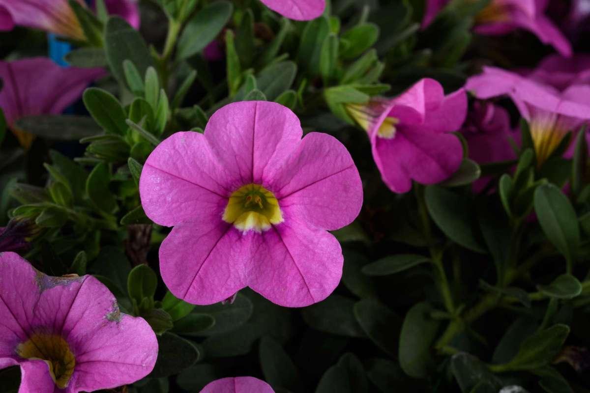 Calibrachoa Colibri Pink Flamingo - View 5 from www redcrocus com