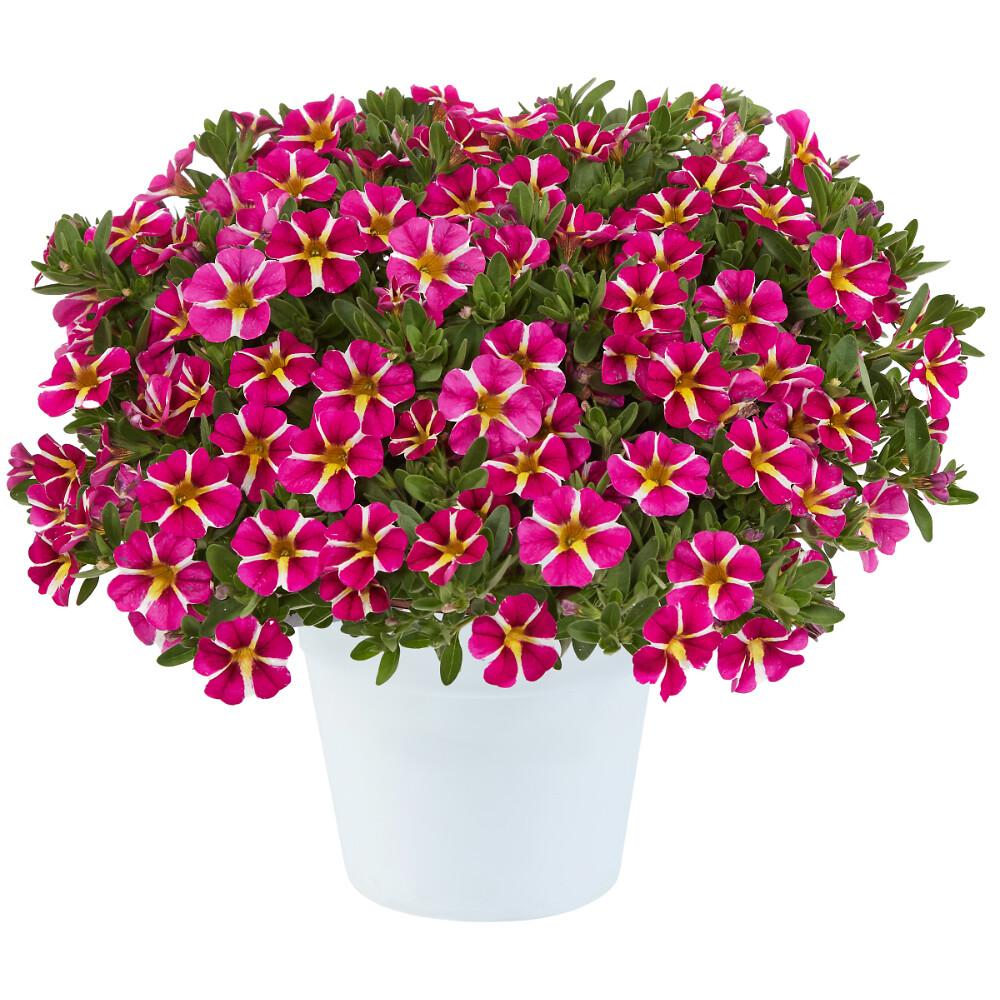 Calibrachoa Colibri Pink Flamingo - View 6 from www redcrocus com