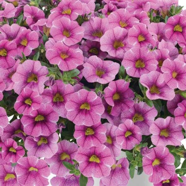 Calibrachoa Colibri Pink Flamingo - View 7 from www redcrocus com