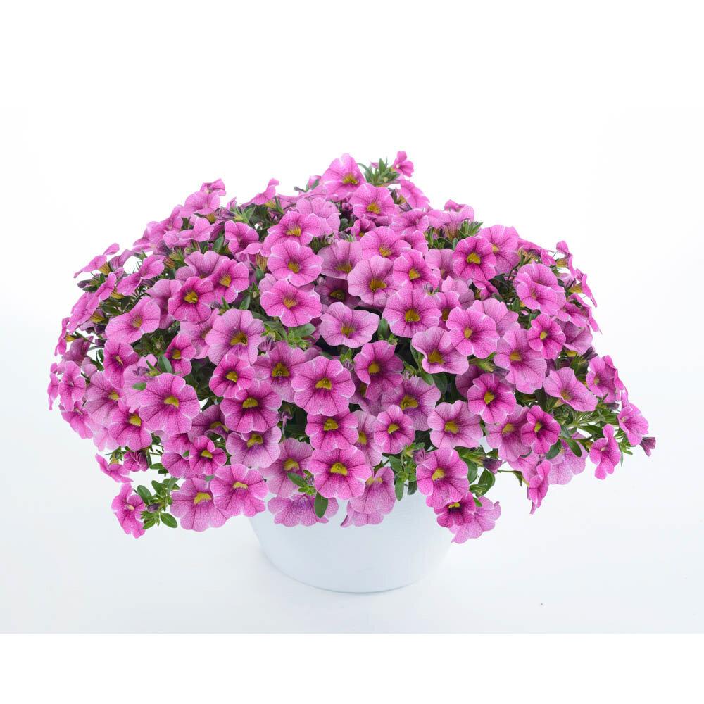 Calibrachoa Colibri Pink Flamingo - View 8 from www redcrocus com