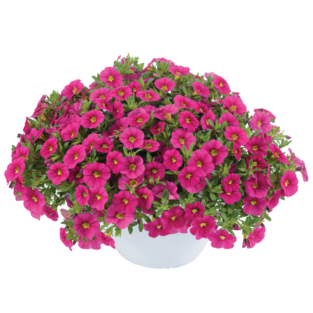 Calibrachoa Colibri Pink Flamingo - View 9 from www redcrocus com