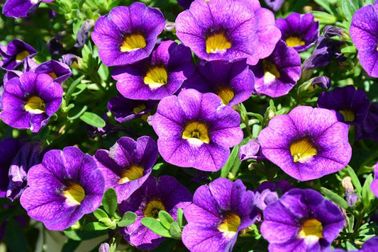 Calibrachoa Colibri Plum - View 1 from www redcrocus com