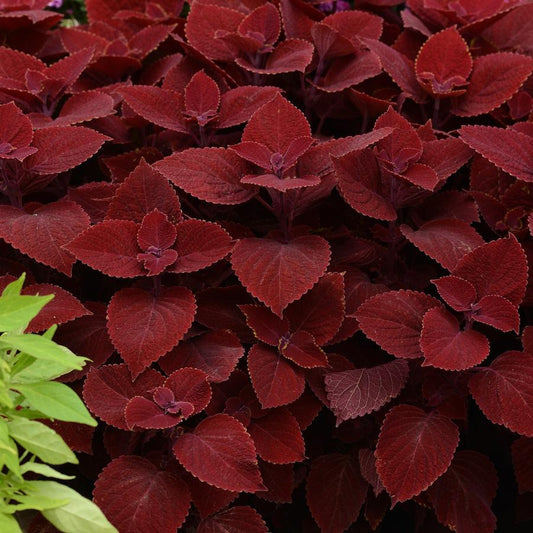 Coleus Ruby Punch - View 11 from www redcrocus com