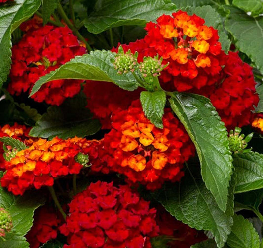 Lantana Hot Blooded Red - View 1 from www redcrocus com
