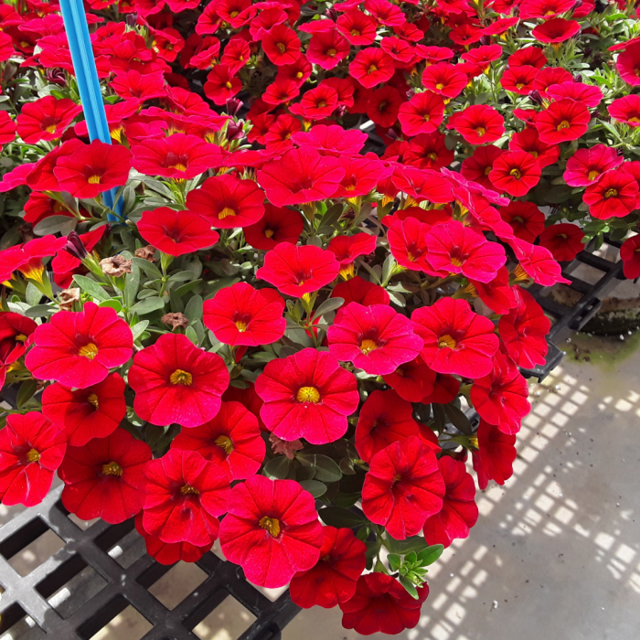 Petunia Capella Ruby Red - View 10 from www redcrocus com