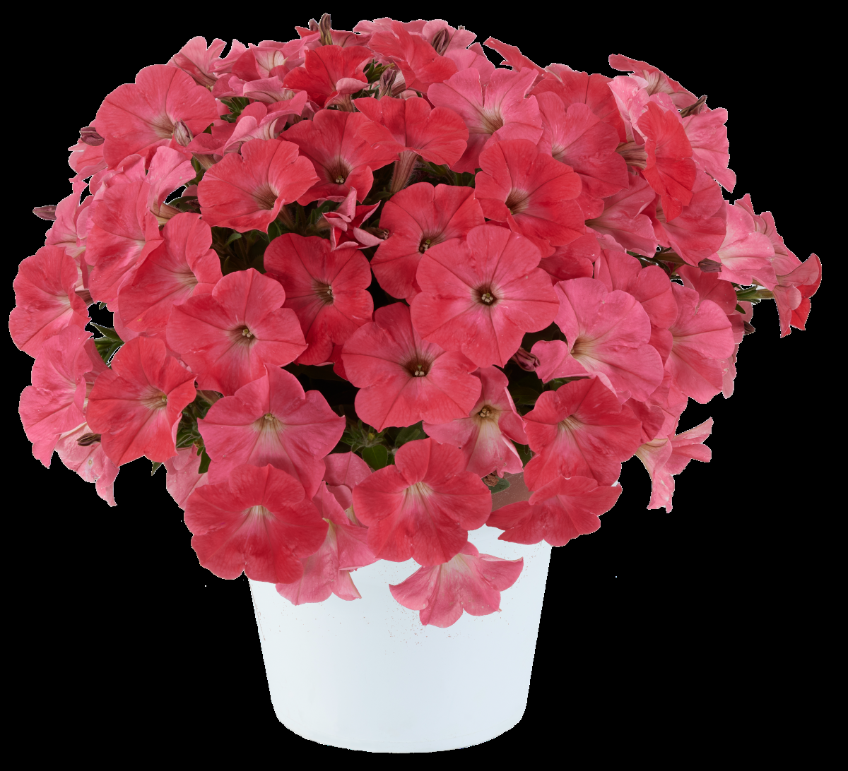Petunia Capella Ruby Red - View 11 from www redcrocus com