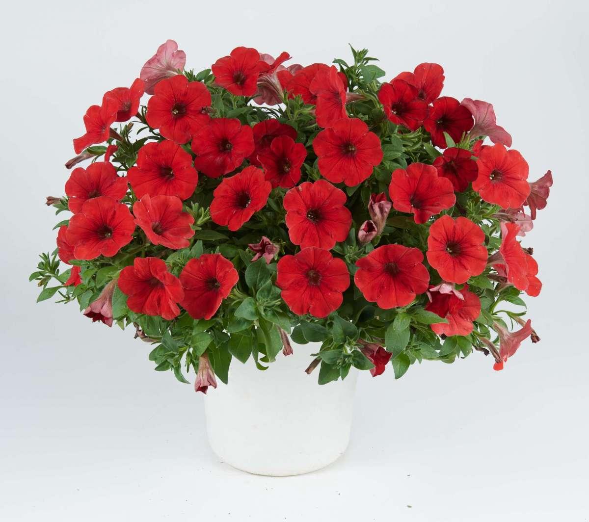 Petunia Capella Ruby Red - View 12 from www redcrocus com