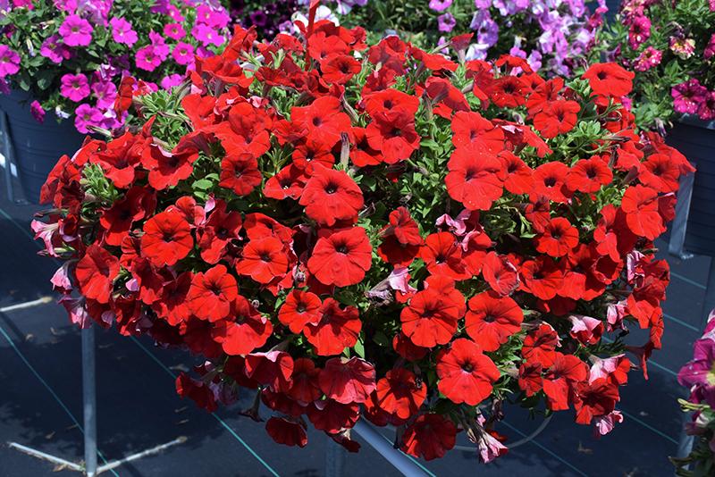 Petunia Capella Ruby Red - View 14 from www redcrocus com