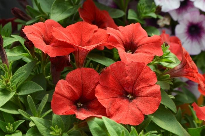 Petunia Capella Ruby Red - View 15 from www redcrocus com