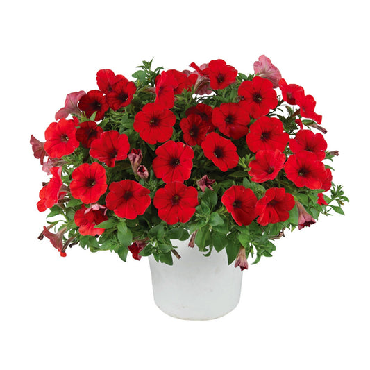 Petunia Capella Ruby Red - View 1 from www redcrocus com