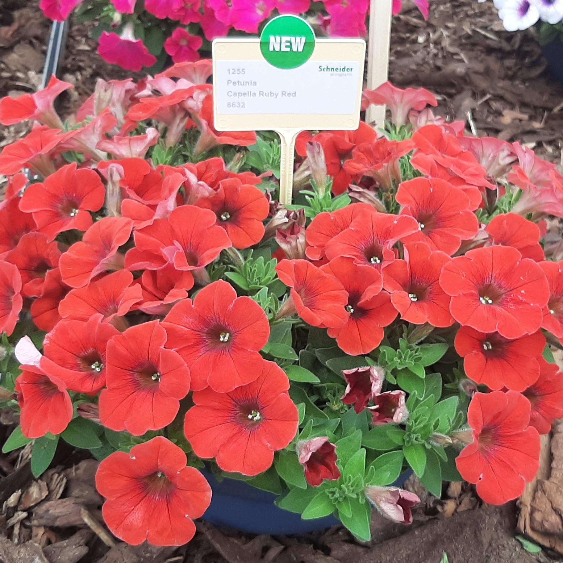 Petunia Capella Ruby Red - View 2 from www redcrocus com