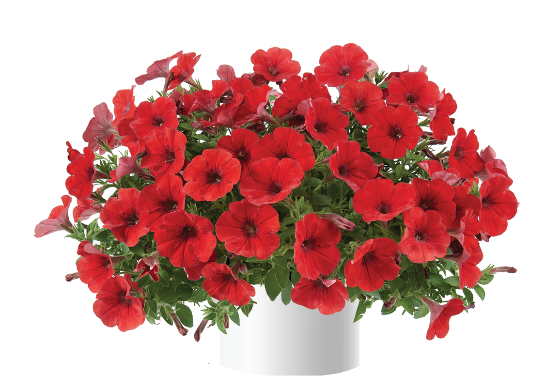Petunia Capella Ruby Red - View 3 from www redcrocus com