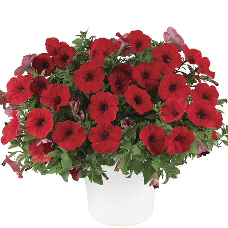 Petunia Capella Ruby Red - View 4 from www redcrocus com