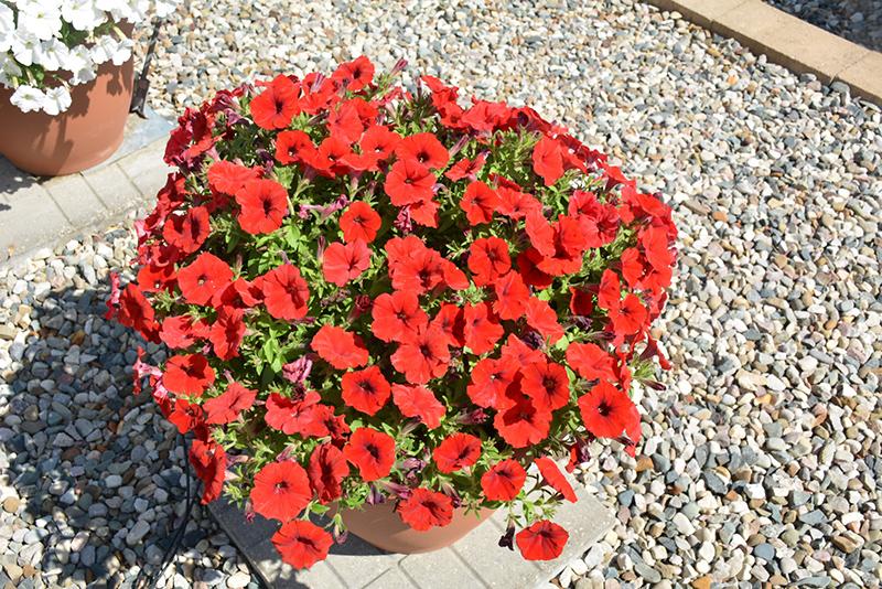 Petunia Capella Ruby Red - View 5 from www redcrocus com