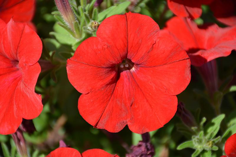 Petunia Capella Ruby Red - View 6 from www redcrocus com