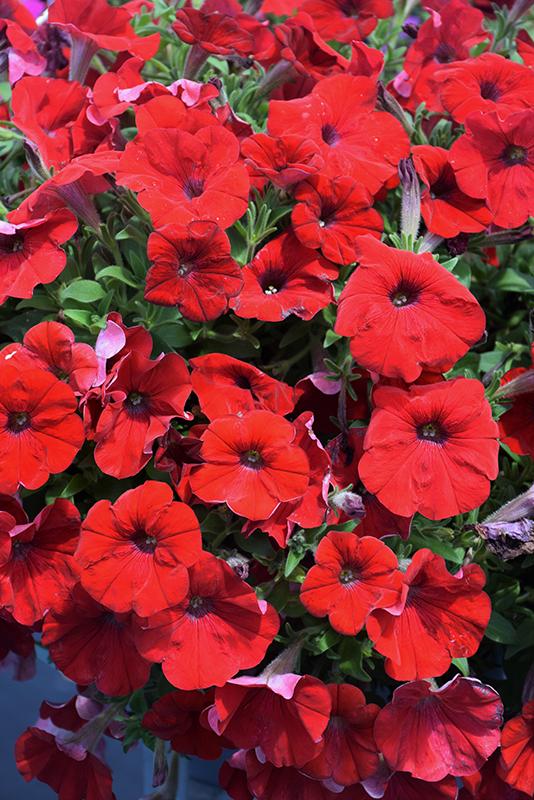 Petunia Capella Ruby Red - View 7 from www redcrocus com