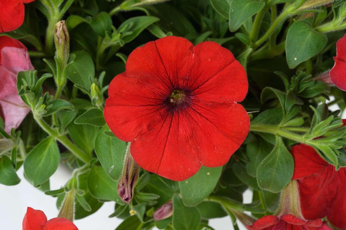 Petunia Capella Ruby Red - View 8 from www redcrocus com