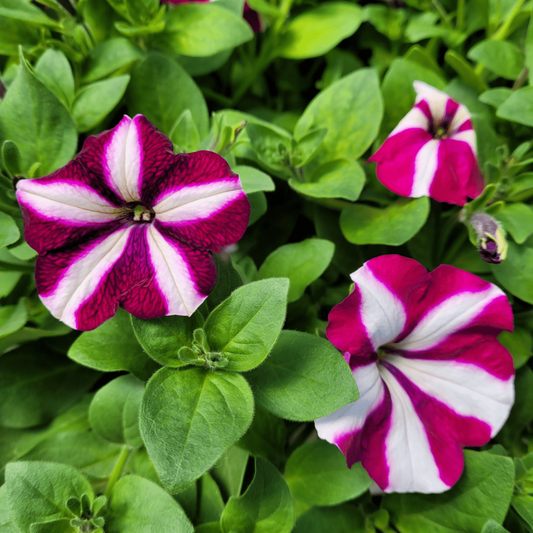 Petunia Capella Burgundy - View 10 from www redcrocus com