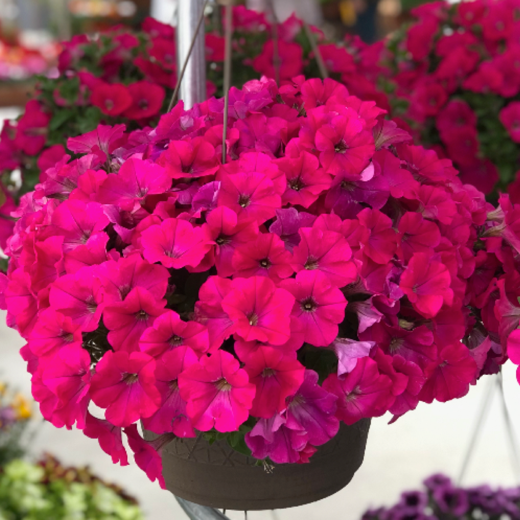 Petunia Capella Burgundy - View 11 from www redcrocus com