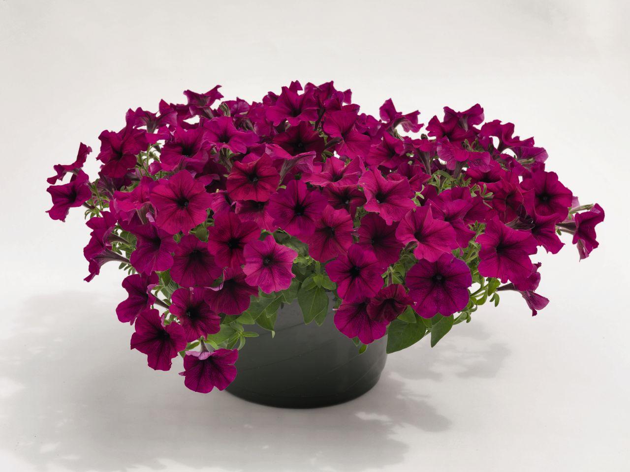 Petunia Capella Burgundy - View 12 from www redcrocus com