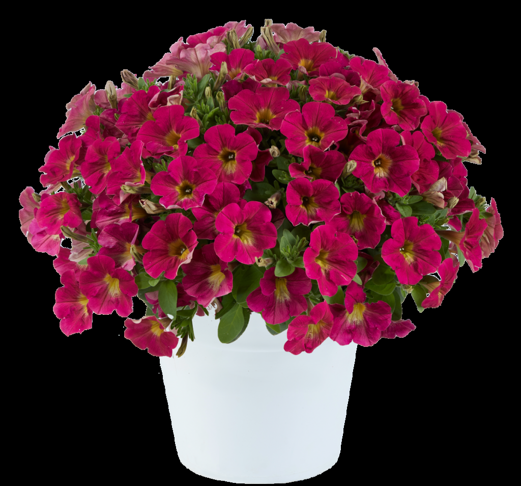 Petunia Capella Burgundy - View 13 from www redcrocus com