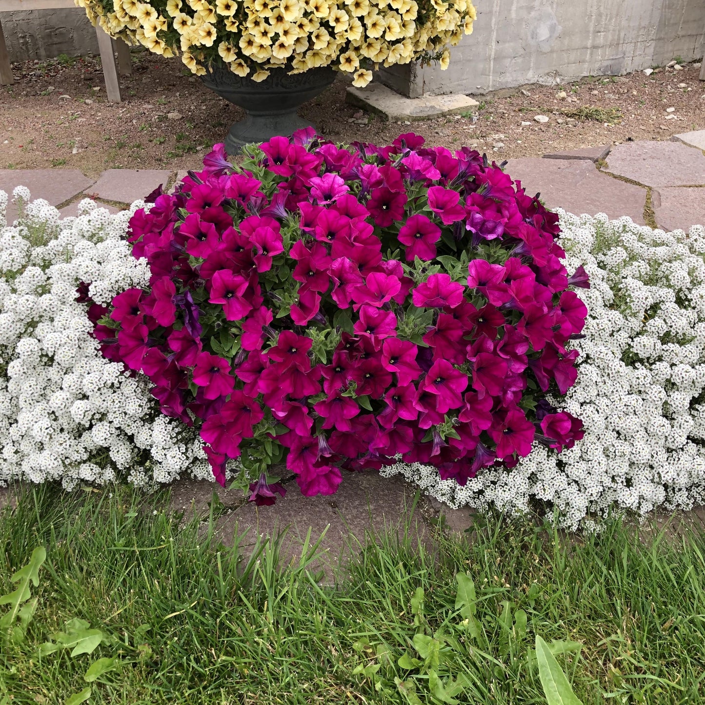 Petunia Capella Burgundy - View 14 from www redcrocus com