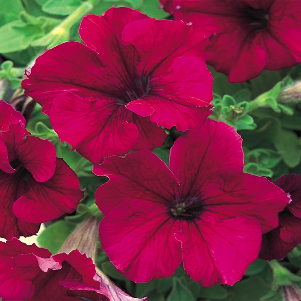 Petunia Capella Burgundy - View 15 from www redcrocus com