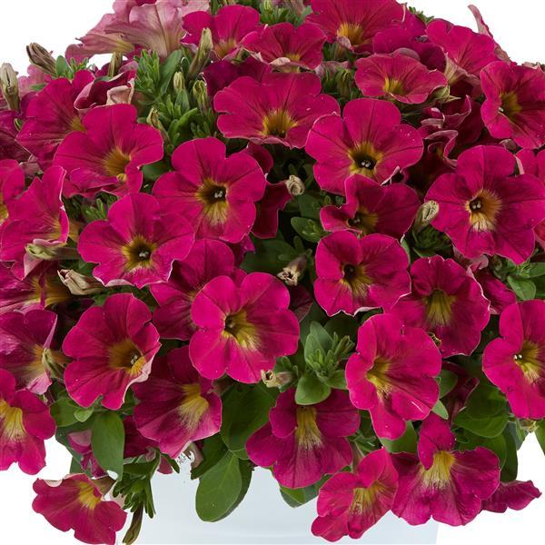 Petunia Capella Burgundy - View 17 from www redcrocus com