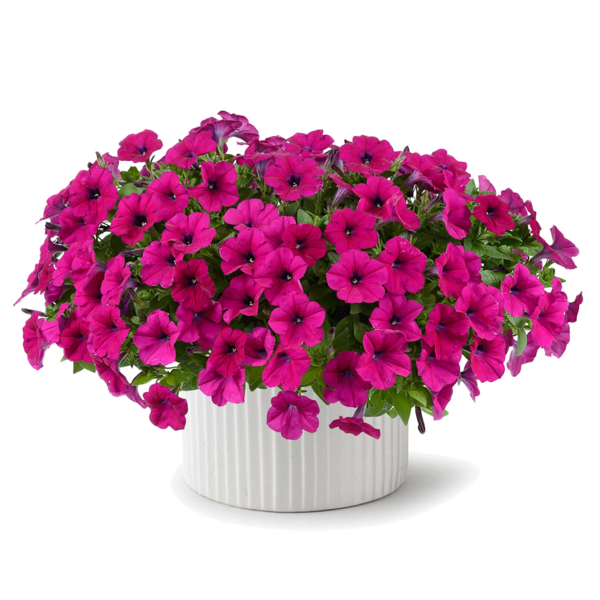 Petunia Capella Burgundy - View 2 from www redcrocus com