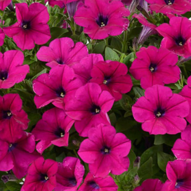 Petunia Capella Burgundy - View 3 from www redcrocus com