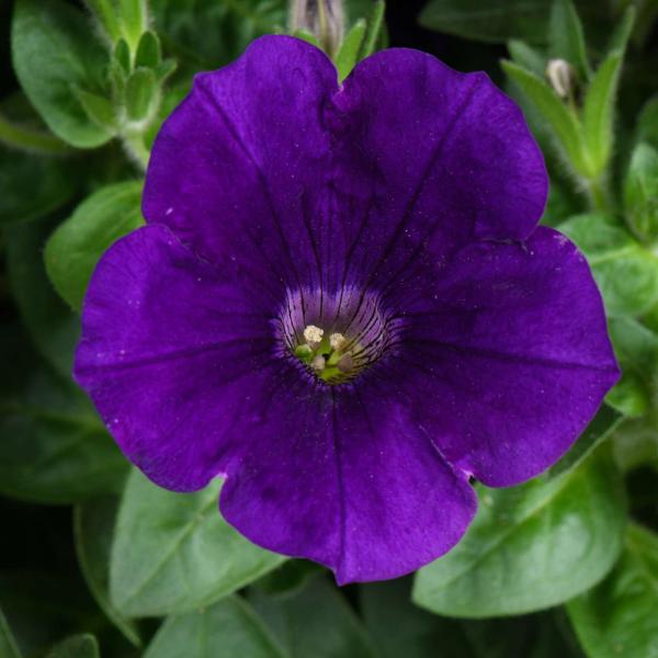 Petunia Capella Indigo - View 10 from www redcrocus com