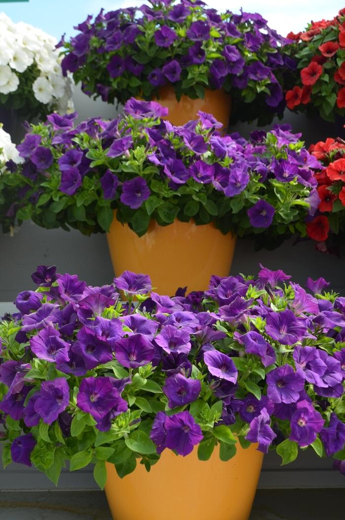 Petunia Capella Indigo - View 11 from www redcrocus com