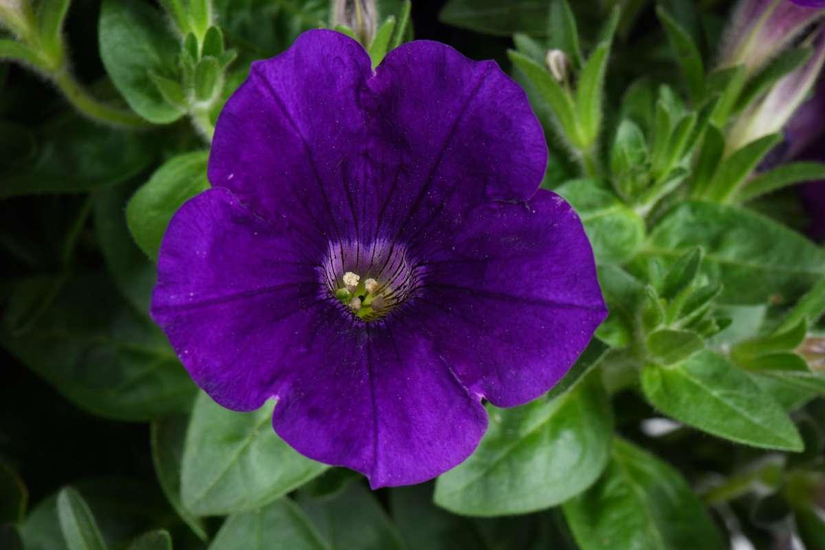 Petunia Capella Indigo - View 12 from www redcrocus com