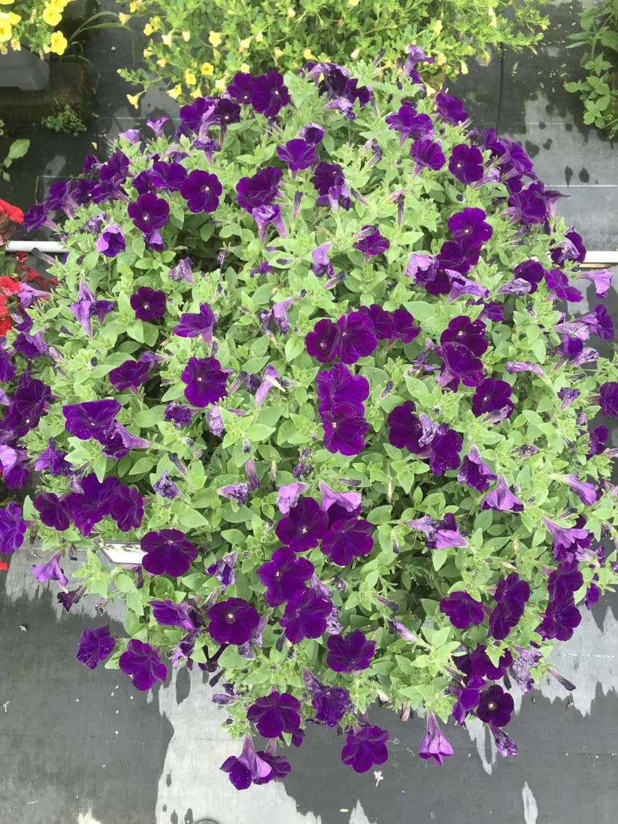 Petunia Capella Indigo - View 13 from www redcrocus com