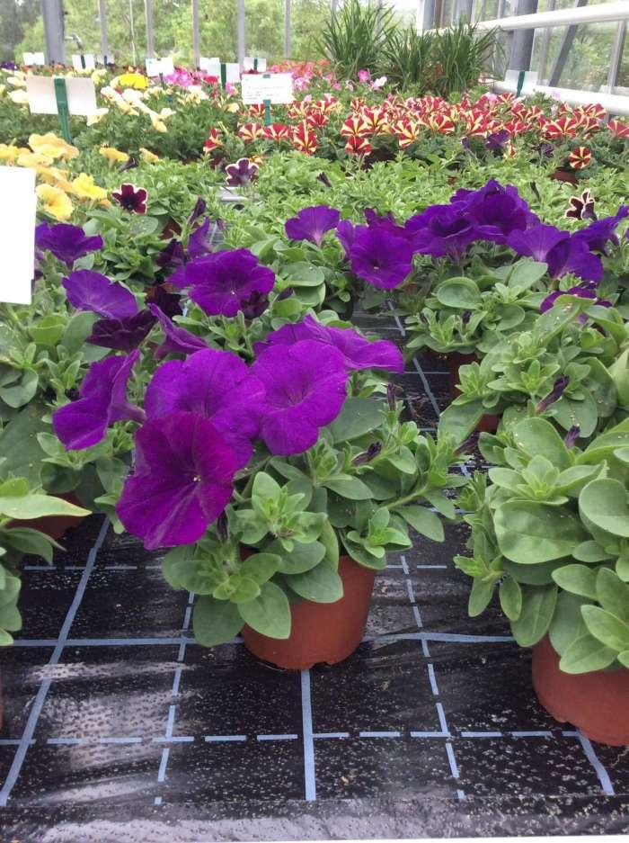Petunia Capella Indigo - View 14 from www redcrocus com