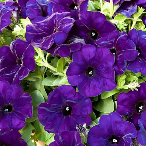 Petunia Capella Indigo - View 15 from www redcrocus com