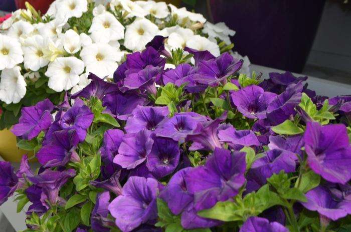 Petunia Capella Indigo - View 16 from www redcrocus com