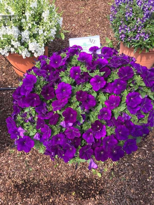 Petunia Capella Indigo - View 17 from www redcrocus com