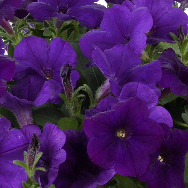 Petunia Capella Indigo - View 18 from www redcrocus com