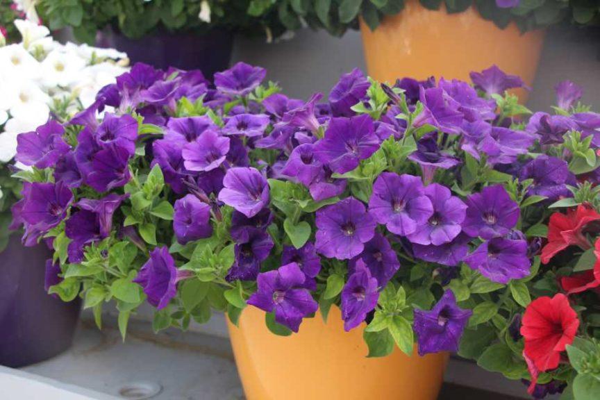 Petunia Capella Indigo - View 19 from www redcrocus com
