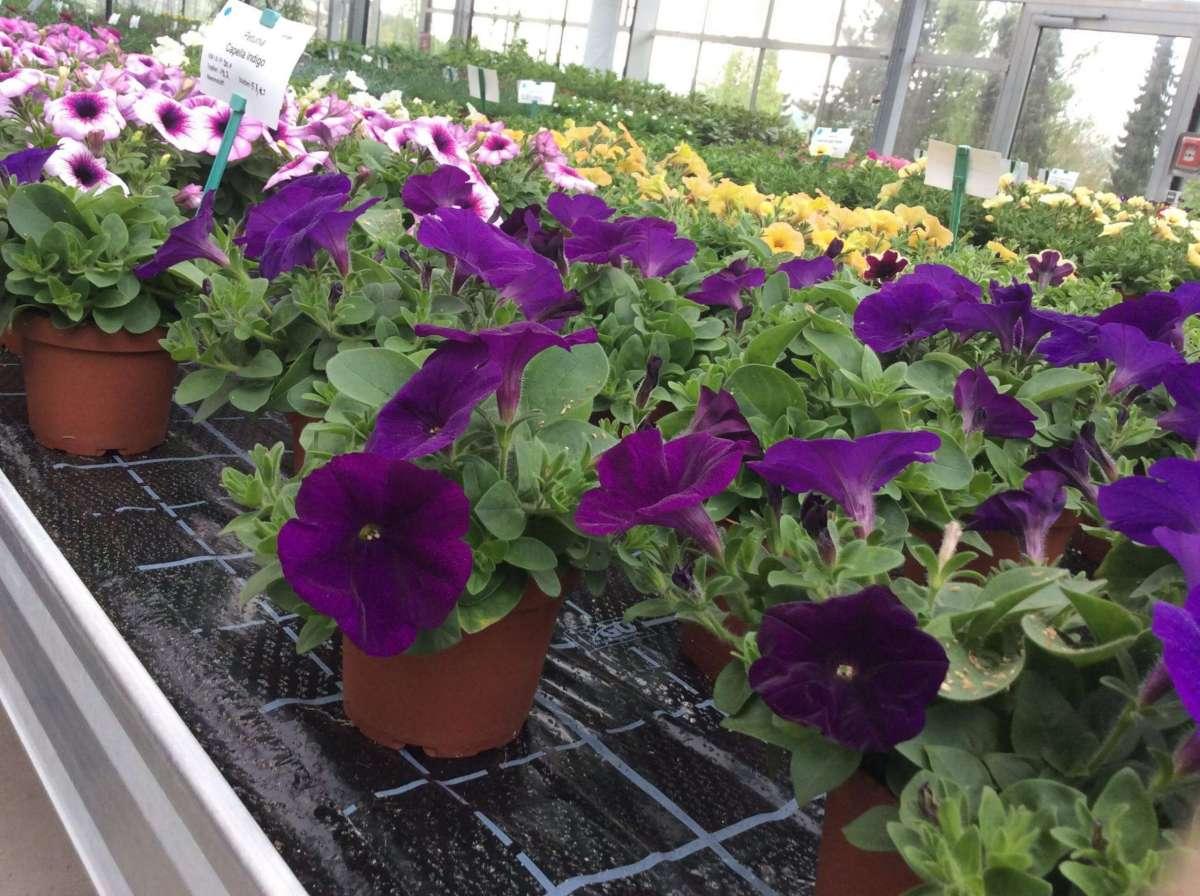 Petunia Capella Indigo - View 2 from www redcrocus com
