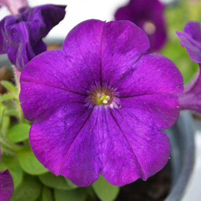 Petunia Capella Indigo - View 3 from www redcrocus com