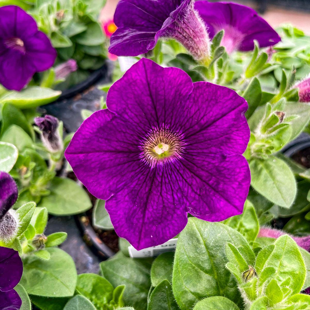 Petunia Capella Indigo - View 4 from www redcrocus com